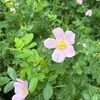 sunflower_aster